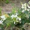 シロハギ（白萩）を地植えから鉢栽培にし、枝垂れた枝が風でそよぐように仕立てたい