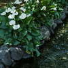 Waterside Flowers