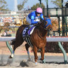 競馬初心者必見☆馬券予想🔥〜チャンピオンズC〜リピーターに要注意！