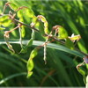 無農薬野菜を食うコオロギ