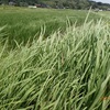 燃料フィルター　何が悪い？