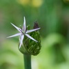 アリウム開花へ