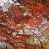 ユーシン渓谷のユーシンブルーと丹沢湖の紅葉！駐車場、紅葉の時期について