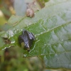 ダイミョウセセリの巣が水没？