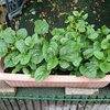 鹿児島で出会った野菜…