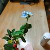 切り花1か月経過