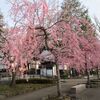 弘前さくらまつり2021開幕♪本丸の八重桜や西濠も咲き始めて桜色