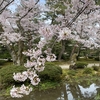 北陸のお花見紀行第４弾：兼六園