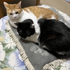 茶白の🐯猫ちゃん、義理姉に肩を組む🐱