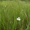 湿地に咲くサギ草