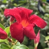 今日のかわいいブログ花　≪ マ ン デ ビ ラ ≫