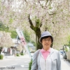 日本　背景は稲葉神社の枝垂桜 