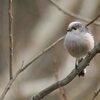 鳥撮影、また再開しようかな？の お写ん歩！