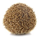 hedgehog-1’s diary