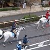 事務所の前の道を馬が