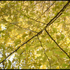 イチョウ　火曜日　あめ　