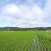 雨あがる。