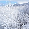 「氷」「美」一体…阿蘇の冬景色