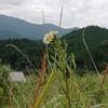 ある日の散歩道　野の花