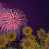この夏のひまわり花火