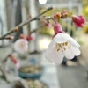 桜の盆栽ちゃん、春