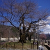 荘川桜、荘川の桜