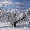 雪に埋もれるりんご樹