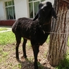 ウズベキスタンで羊の最後を見届ける