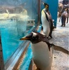 長崎ペンギン水族館