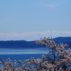 立山連峰を背景にお花見