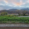 夜更かしした翌日の野菜の成長の様子