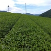 更新園でせっかく伸びた芽を刈り落とす理由