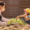 【菜園活動】さつまいもの収穫