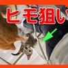 ヒモで遊ぶ猫たち。立っているだけで動くおもちゃになれる人間って素晴らしい。