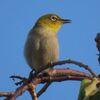 けさのメジロはペンギンさん