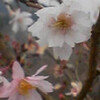 鬼石の冬桜。