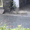 夏日５４：雨のち曇り