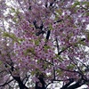 もう葉桜