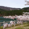 【桑折の自然】半田山自然公園の桜が満開だよ！！