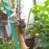 コーヒーの木にセミがやってきた