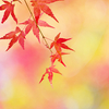 愛知県森林公園の色あざやかな紅葉