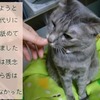 今日のにゃん…２３日