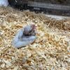 【文鳥】1ヶ月たったぶんちゃん