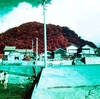 Kodak Ektachrome infrared color Film　　その3