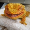 えびへー