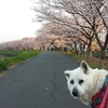 リッキー散歩しました。桜です。