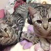 ねこ80話　ししそらみりん③。11/3(日)静岡ハンドメイドマルシェ出店。