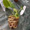 アンスリウム2種とエルチョコレッドを植え替え。根っこの状態を見てみました🌿