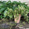 ＊クランベリー開花＆球根の掘り上げしごと