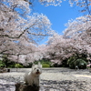 桜吹雪